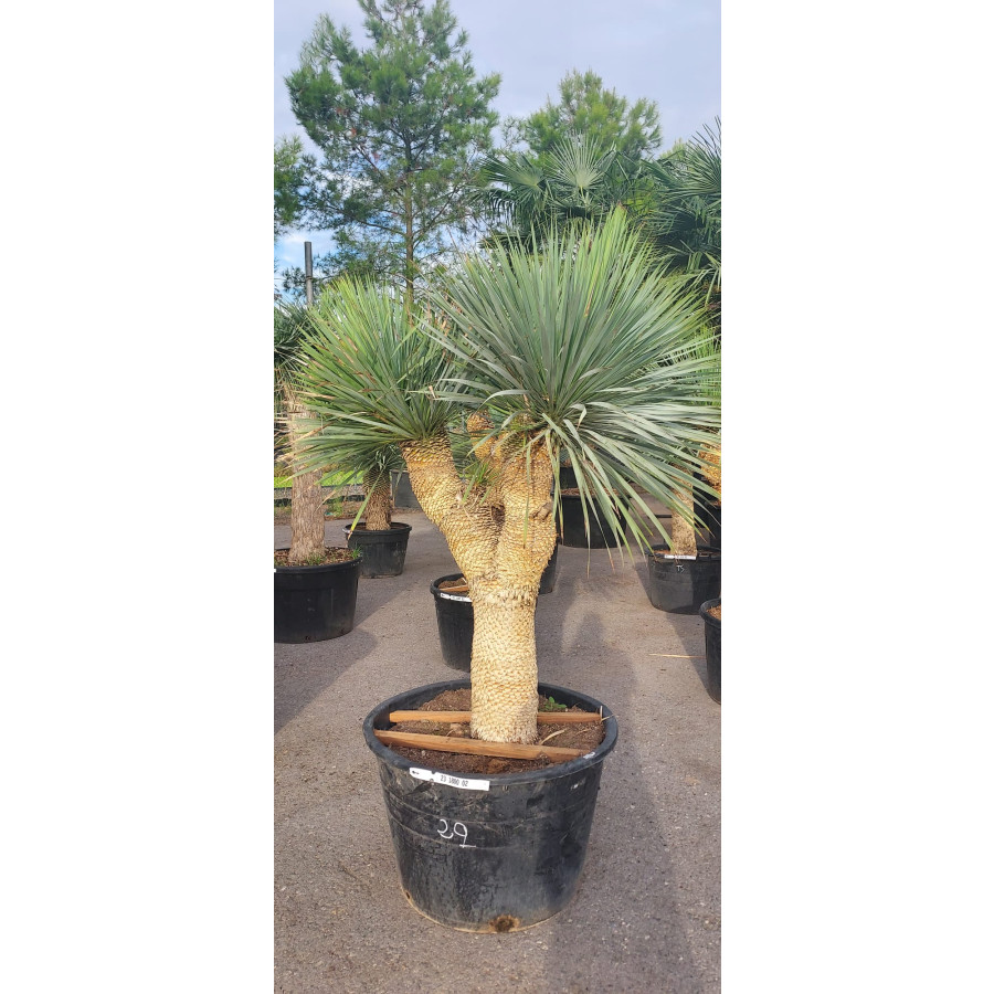 Seagrave Nurseries - Yucca Rostrata, Multistem 100-110cm, 180lt Pot